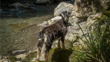 Wild Goat On Riverbed Adobestock Web Tile