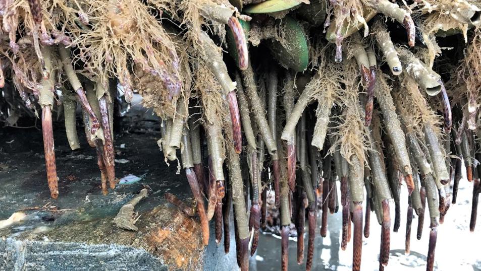 Mediterranean Fanworm (Sabella Spallanzanii). Credit, Northland Regional Council