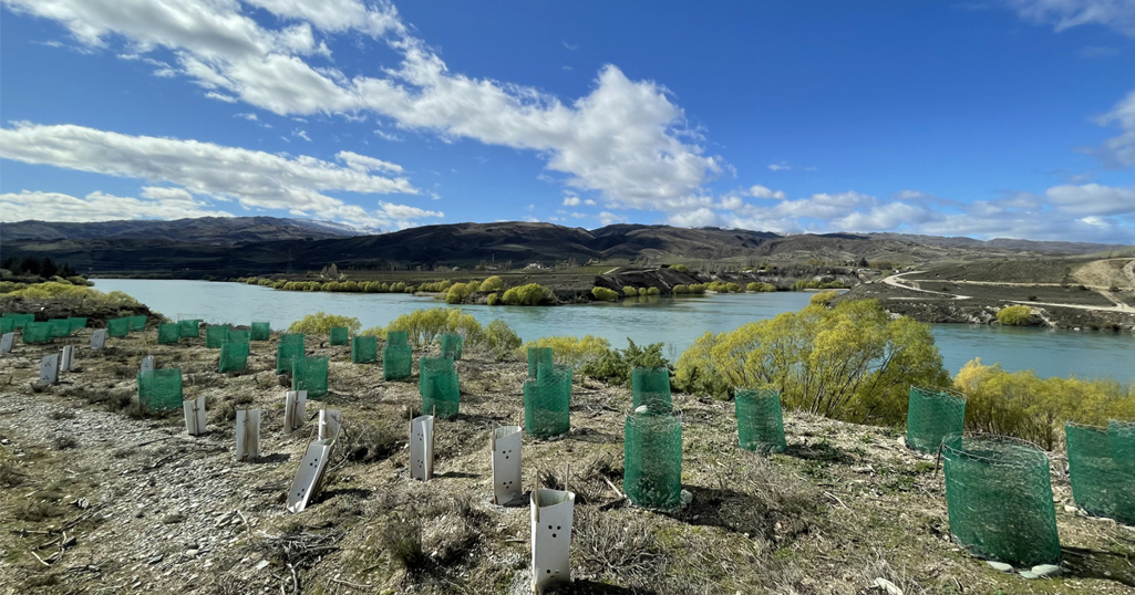 ECO Fund - Mokihi Reforestation Trust - Bannockburn