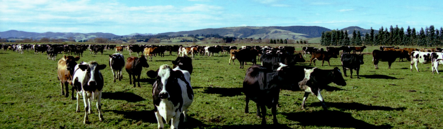 Cows In Paddock