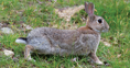 Feral Rabbit