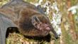 Long Tailed Bat Photo By Ian Davidson Watts