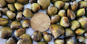 Many freshwater gold clams on a surface with a NZ $2 coin for size (the coin is twice the size of most of the clams)