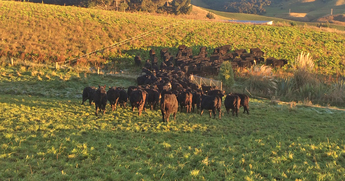 Iwg Cows In Paddock