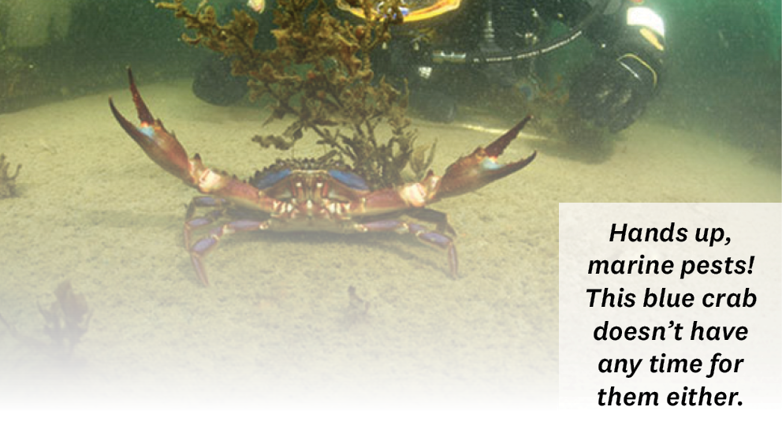 Hands up, marine pests! This blue crab doesn’t have any time for them either.