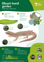 ORC Short Toed Gecko A4 2024 (1)