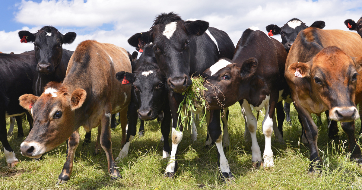 Dairy Cows On A Farm 1200 X 630