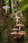 Group Of Tawaka, Or Poplar Mushrooms (Cyclocybe Parasitica) Growing On A Tree Trunk In A New Zealand Forest Adobestock 896986970