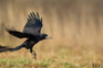 Rook Flying Bird Rook Corvus Frugilegus Landing Adobestock 535040532