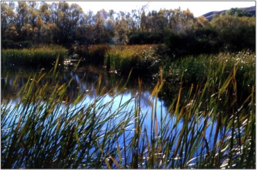 Bendigo Wetland at the head of Lake Dunstan