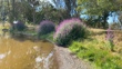 Purple Loosestrife Photo Simon Stevenson