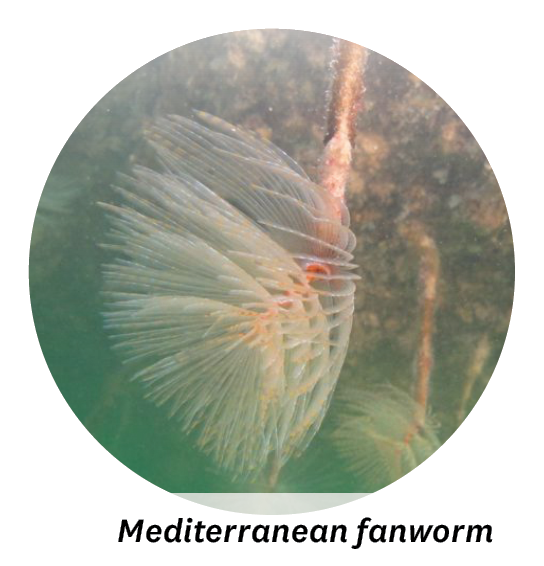 Mediterranean fanworm