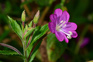 Great Willowherb Adobestock 451139149