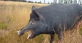 Wild Boar ​​Central Otago Photo Gary Smith