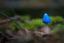 Closeup Shot Of Blue Entoloma Hochstetteri Mushrooms Adobestock 585273630