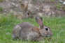 Rabbit picture.jpg