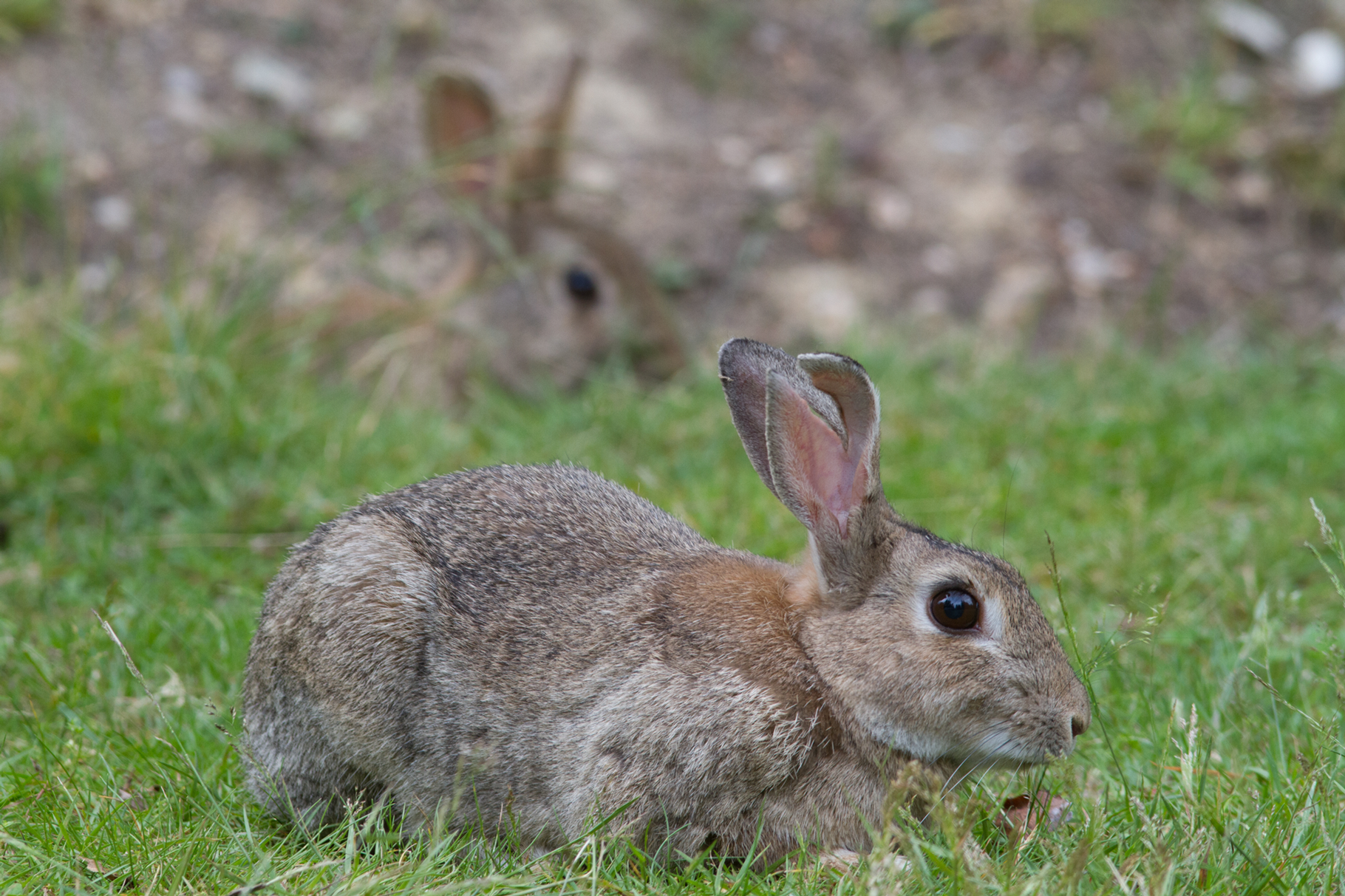 Rabbit picture.jpg