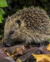 Hedgehog (thumbnail).png