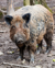 Pig (thumbnail).png