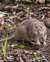 rat (thumbnail).png