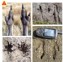 wallaby footprints.jpg