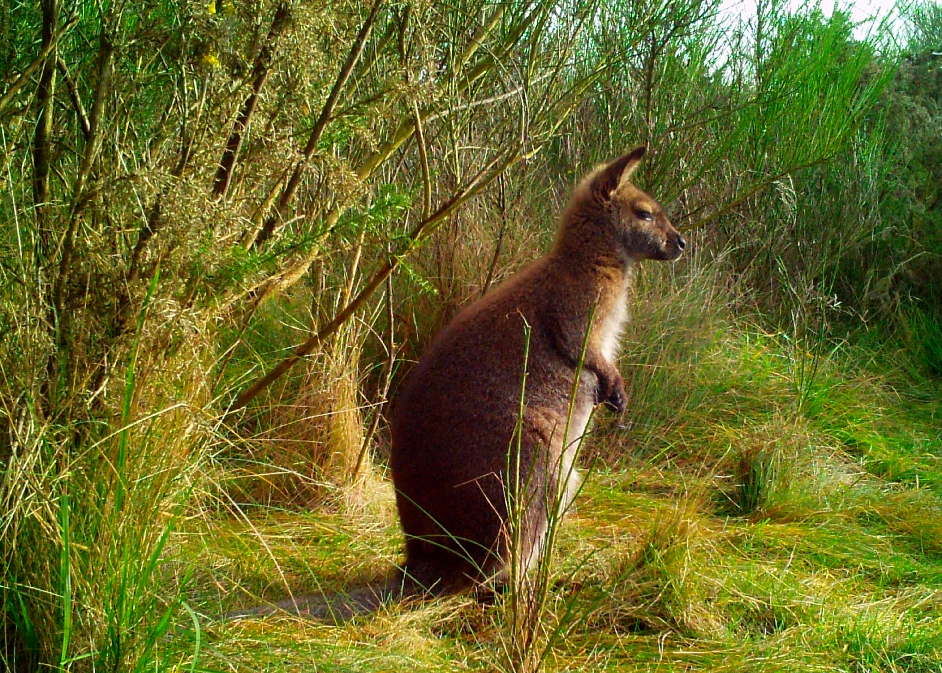 Bennett's wallaby