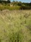 African feather grass - Weedbusters.jpg