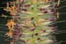 African feather grass 3 - Weedbusters.jpg