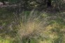 African love grass 5 - Weedbusters.jpg