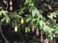 Banana passionfruit 8 - Weedbusters.jpg