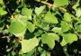 Cape ivy 8 - Weedbusters.jpg