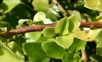 Cape ivy 10 - Weedbusters.jpg