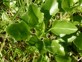 Cape ivy 11 - Weedbusters.jpg