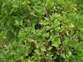 Cape ivy - Weedbusters.jpg