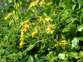 Cape ivy 2 - Weedbusters.jpg