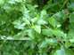 Cape ivy 3 - Weedbusters.jpg