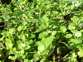 Cape ivy 4 - Weedbusters.jpg