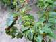 Cape ivy 5 - Weedbusters.jpg