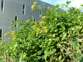 Cape ivy 6 - Weedbusters.jpg