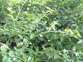 Cape ivy 7 - Weedbusters.jpg