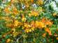 Darwin's barberry 4 - Weedbusters.jpg