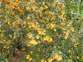 Darwin's barberry 9 - Weedbusters.jpg