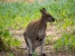 Bennetts Wallaby