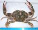 Asian Paddle Crab To Scale Photo NIWA