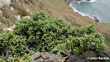 Helichrysum Simpsonii Subsp. Tumidum Sandymount, Otago Peninsula. Credit John Barkla