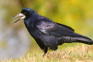 Rook Black Rook Bird With Open Beak Stands On The Green Grass Adobestock 231545602