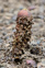 Calostoma Fuscum Stalked Puffball Fungus Barrington Tops National Park, NSW, Australia Adobestock 364878648