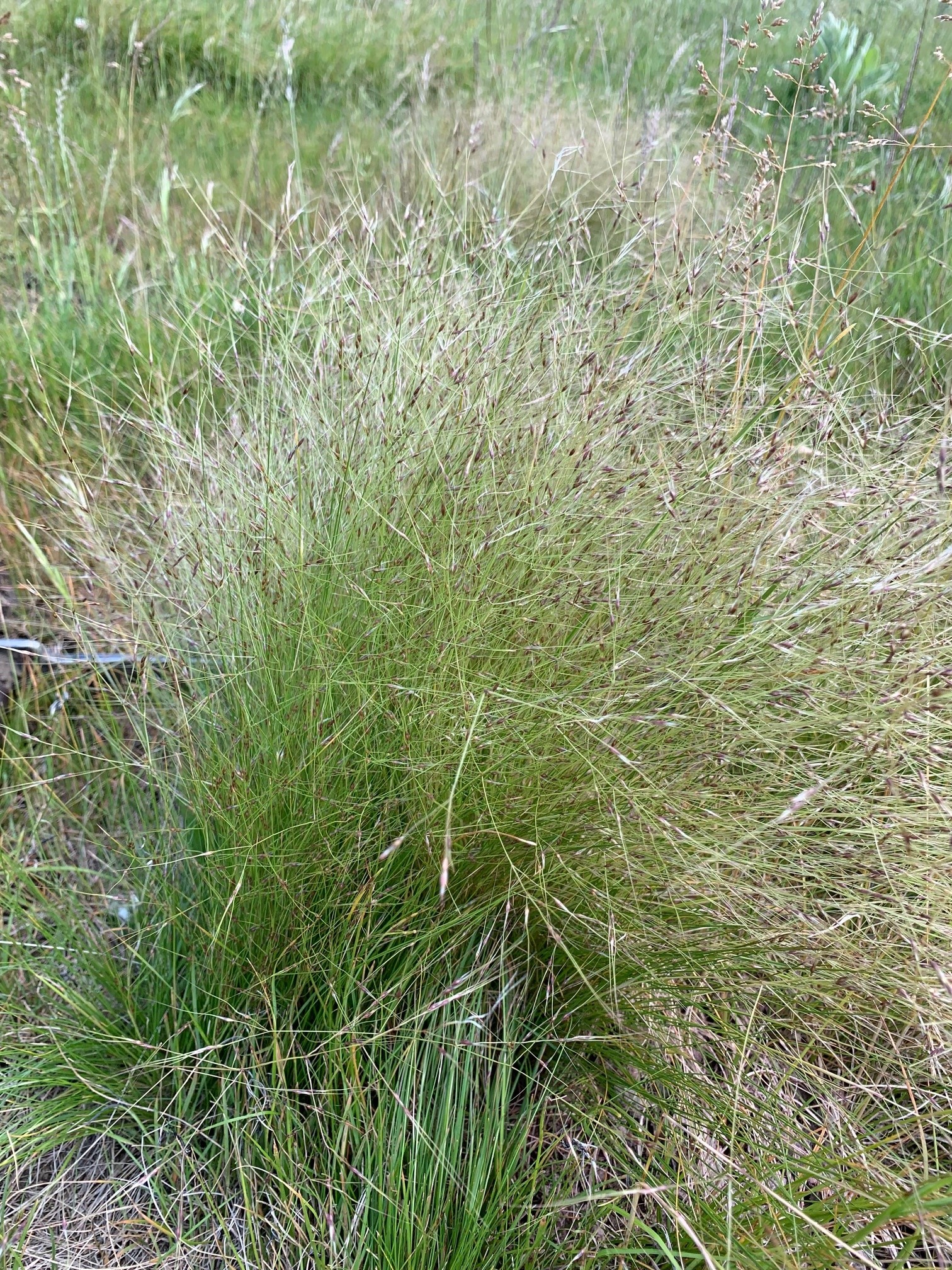 Nassella tussock | Otago Regional Council