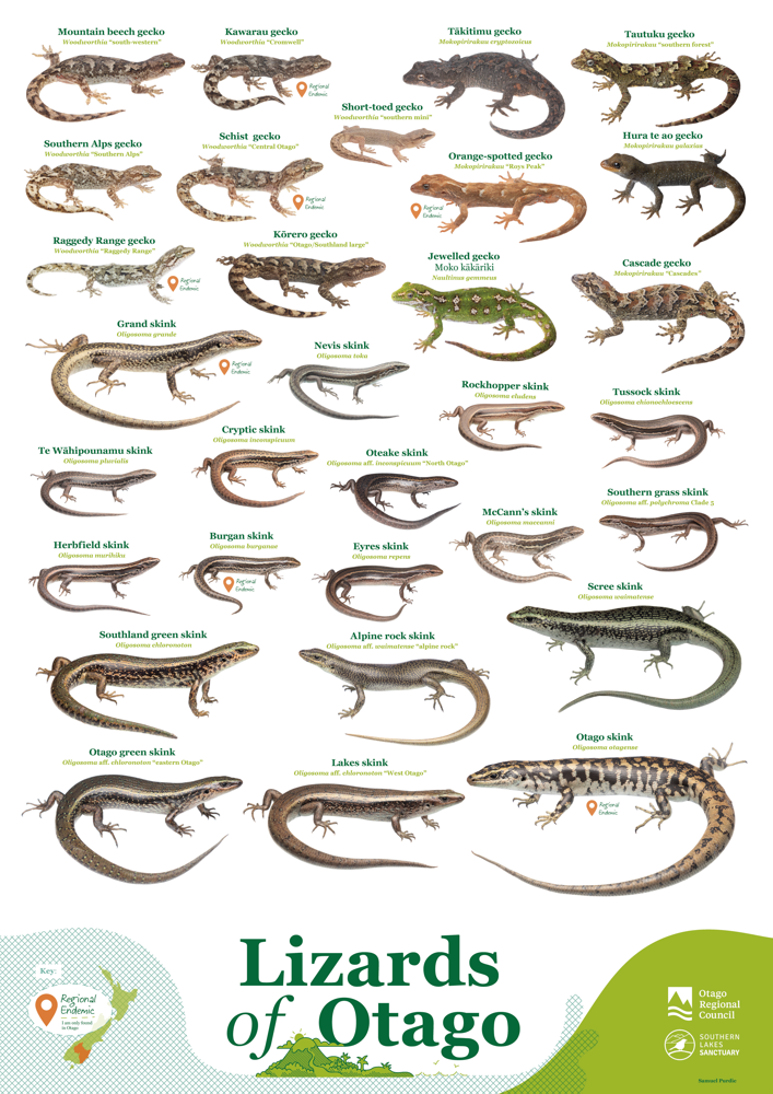 Poster of proportional images and names of lizards found in Otago, with markers indicating which are regionally endemic