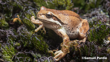 Brown Tree Frog, Littoria Ewingi. Photo Samuel Purdie